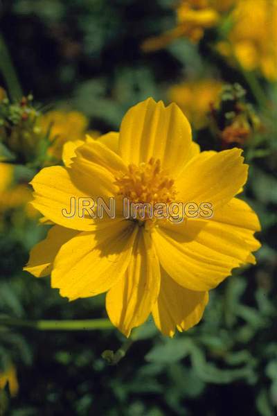 Cosmos sulphureus 'Diablo'