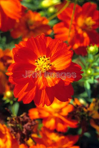 Cosmos sulphureus 'Diablo'