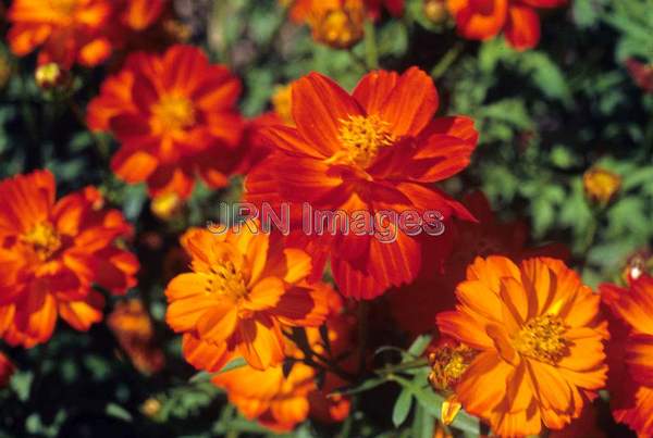 Cosmos sulphureus 'Diablo'