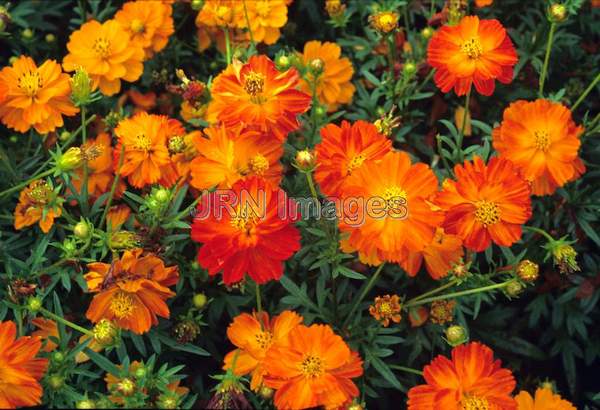 Cosmos sulphureus 'Diablo'