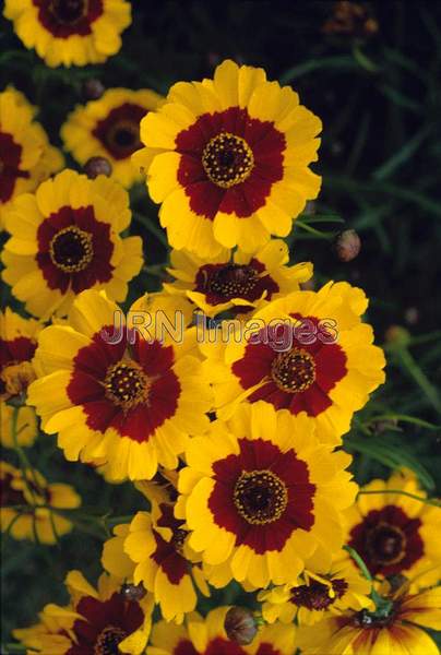 Coreopsis tinctoria