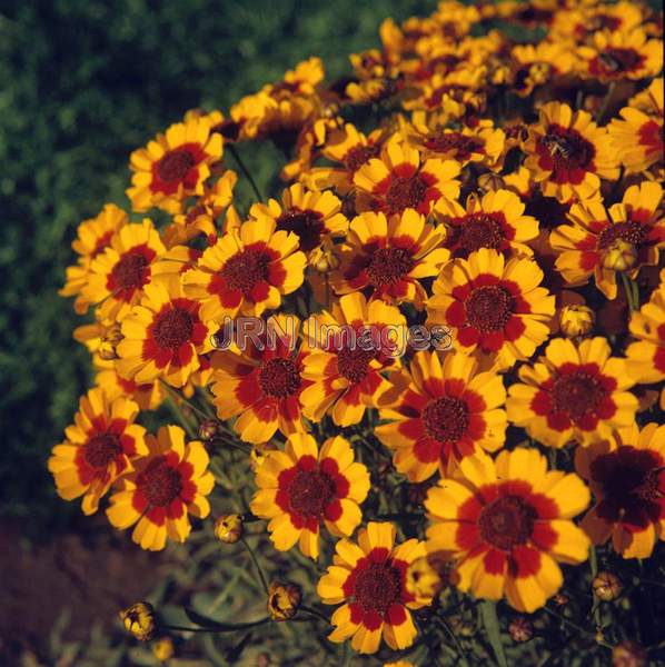 Coreopsis tinctoria