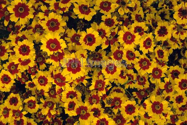 Coreopsis tinctoria