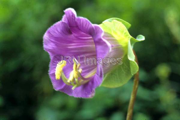 Cobaea scandens