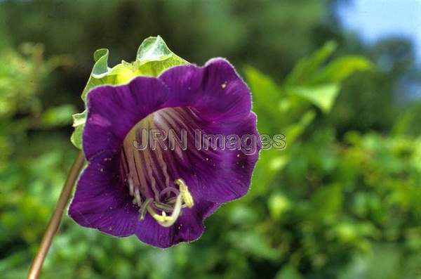 Cobaea scandens