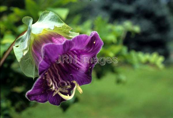 Cobaea scandens