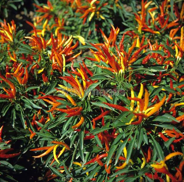 Capsicum annuum 'Fiesta'