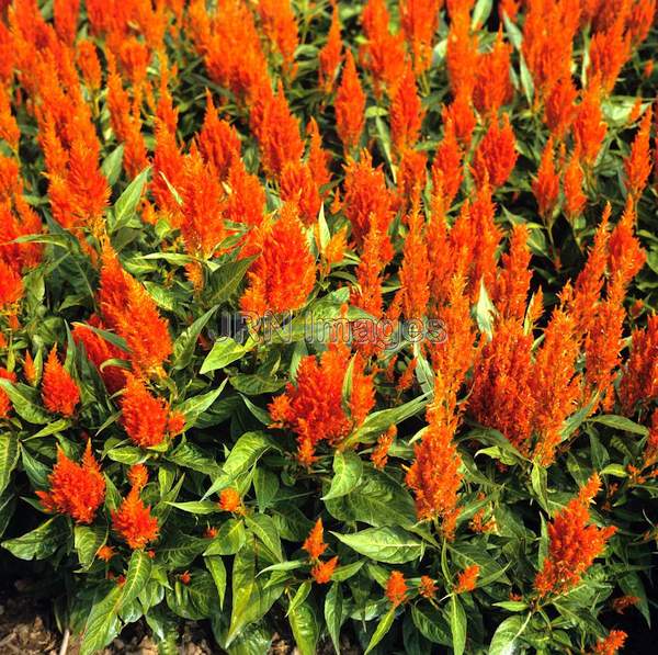 Celosia cristata 'Apricot Brandy'