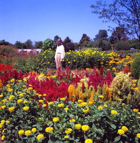 Celosia cristata 'Fancy Plumes'