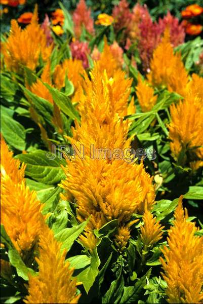 Celosia plumosa 'Golden Triumph'