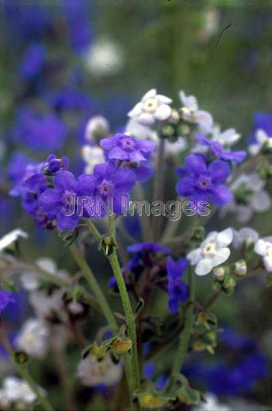 Cynoglossum amabile