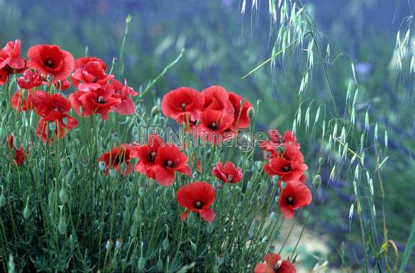 Papaver rhoeas