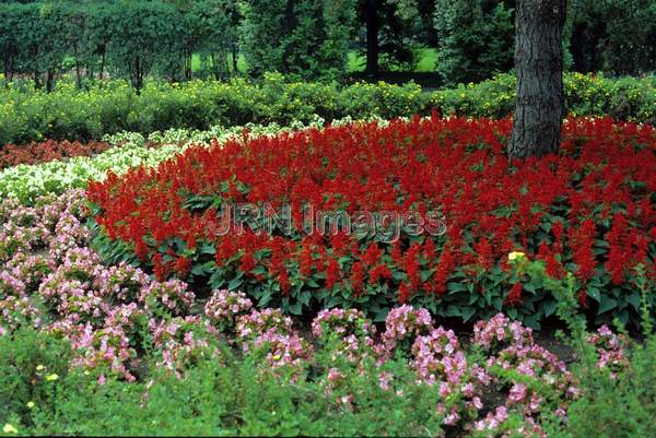 Salvia splendens