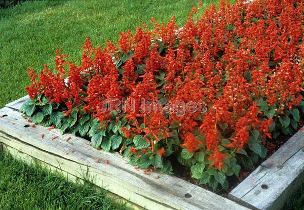 Salvia splendens