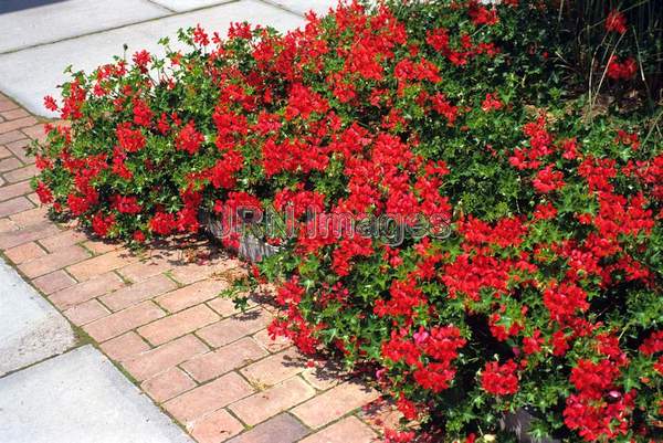 Pelargonium peltatum 'Balcon Royal'