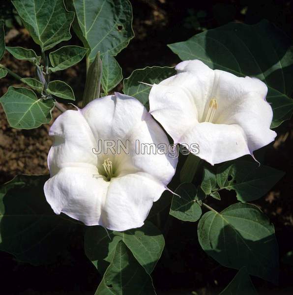 Datura metel