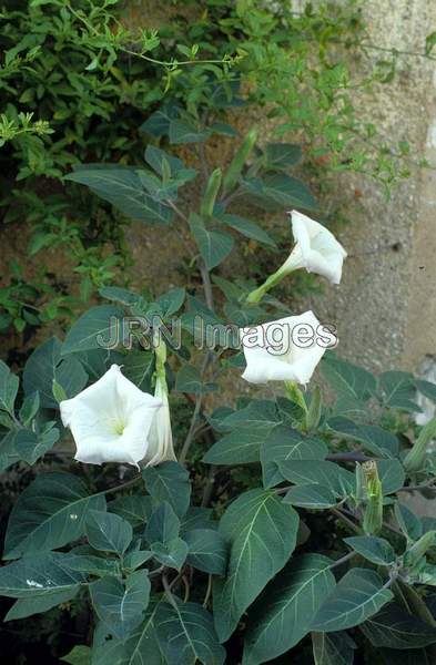 Datura metel