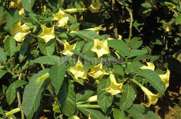 Datura metal 'Aurea'