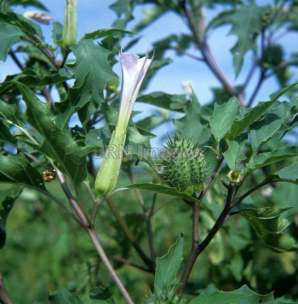 Datura stramonium