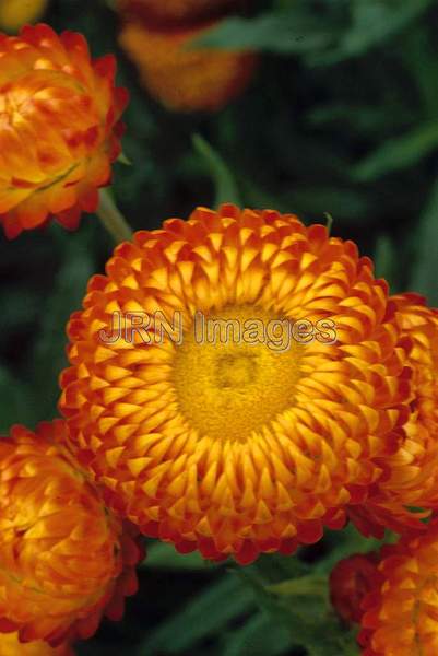 Helichrysum bracteatum