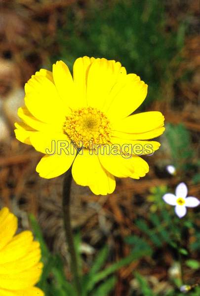 Chrysanthemum coronarium