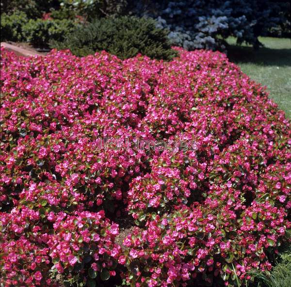 Begonia semperflorens