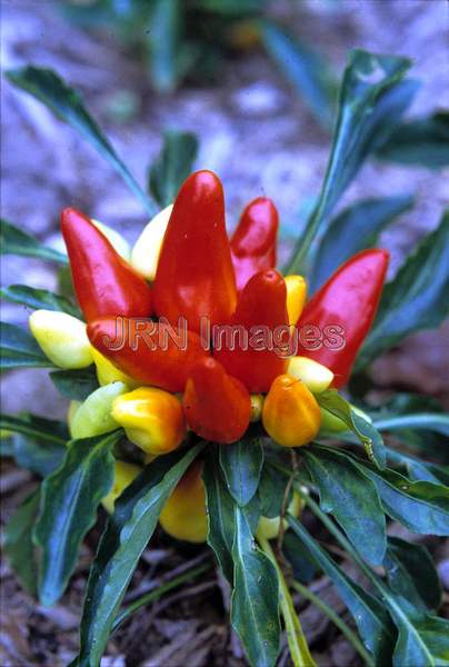 Capsicum annuum 'Fips'