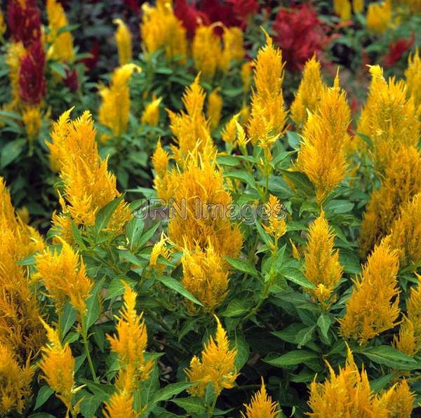 Celosia cristata