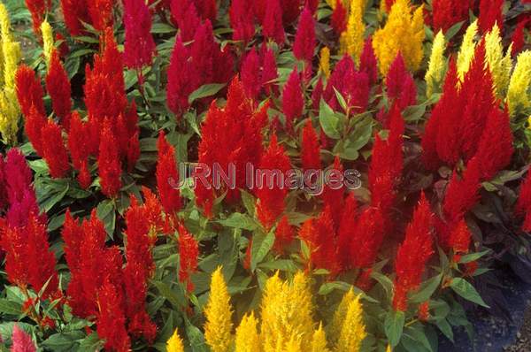 Celosia plumosa