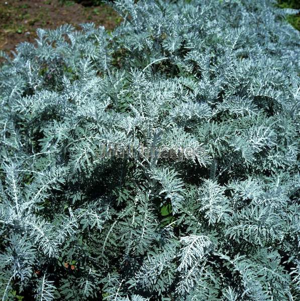 Chrysanthemum ptarmiciflorum 'Silver Lace'