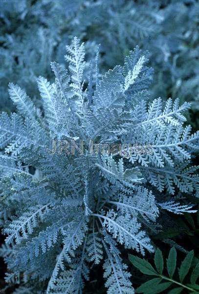 Chrysanthemum ptarmiciflorum 'Silver Lace'