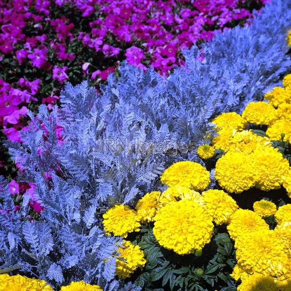 Chrysanthemum ptarmiciflorum 'Silver Lace'