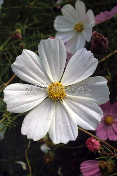 Cosmos bipinnatus 'Sensation'