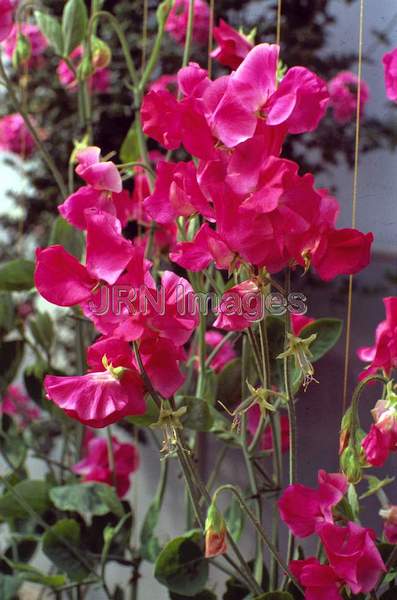 Lathyrus odoratus