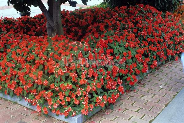 Impatiens 'Blitz'