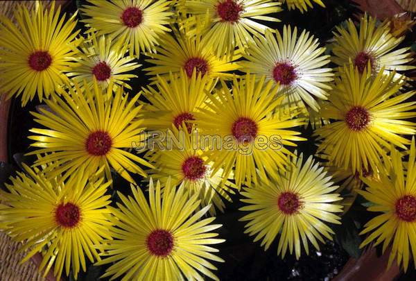 Dorotheanthus bellidiformis 'Luminette'