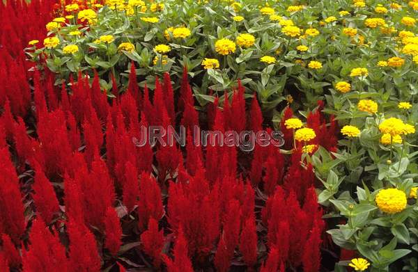 Celosia plumosa 'Century Red'