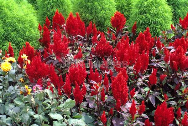 Celosia cristata