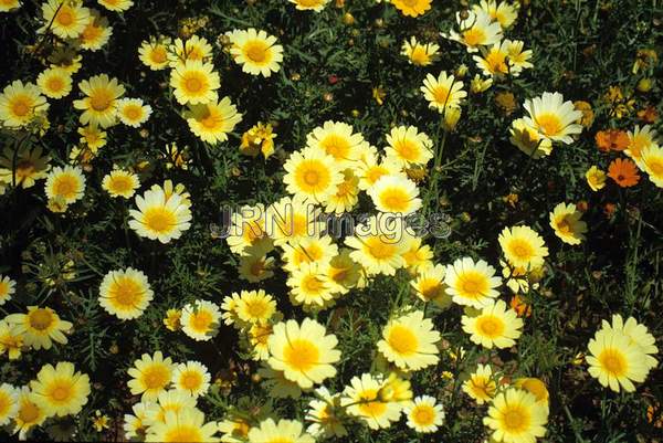 Chrysanthemum coronarium