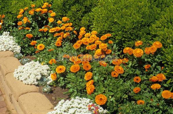 Calendula officinalis