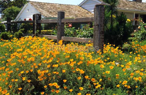 Eschscholzia californica