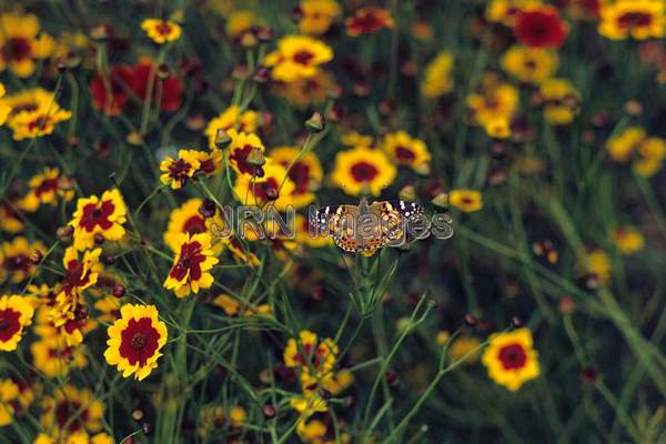 Coreopsis tinctoria