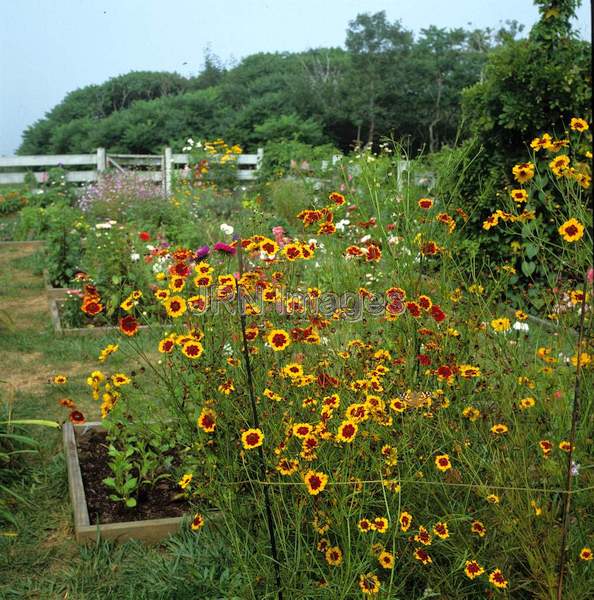 Coreopsis tinctoria