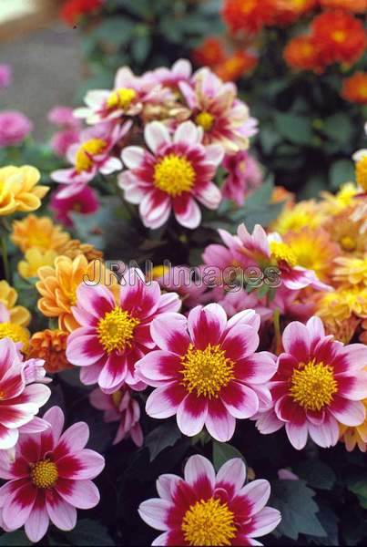 Dahlia 'coltness