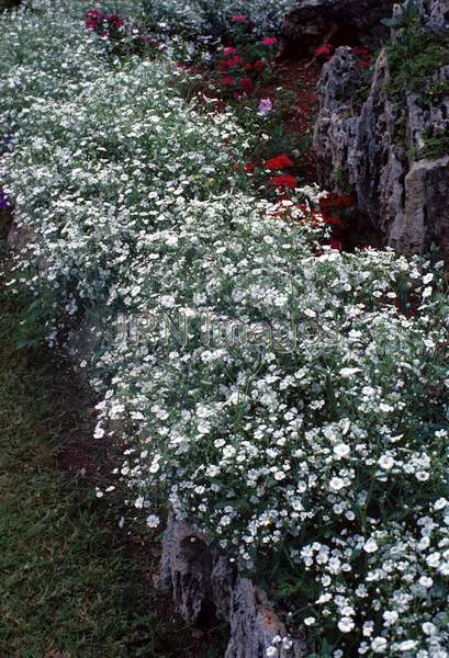 Gypsophila elegans