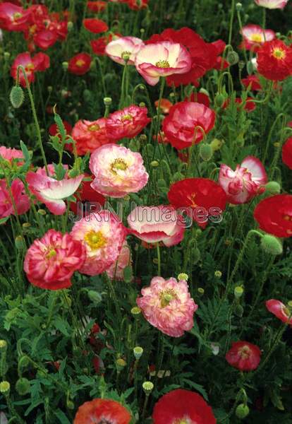 Papaver rhoeas