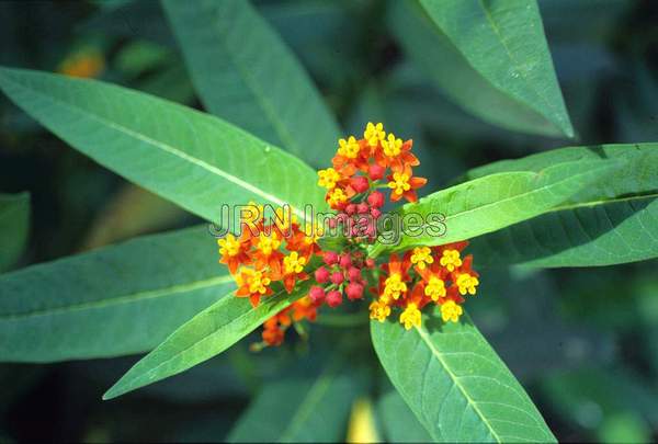 Asclepias curassavica