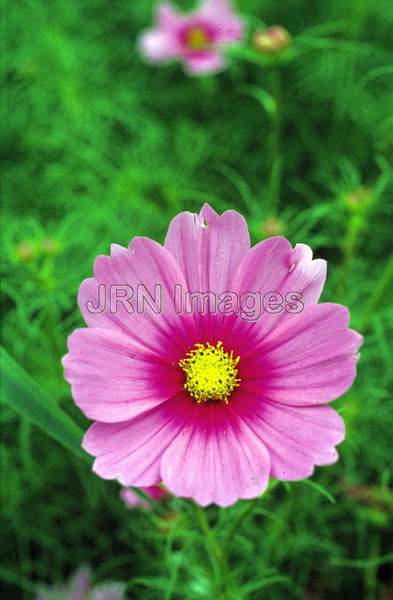 Cosmos bipinnatus