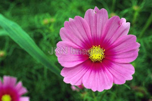 Cosmos bipinnatus