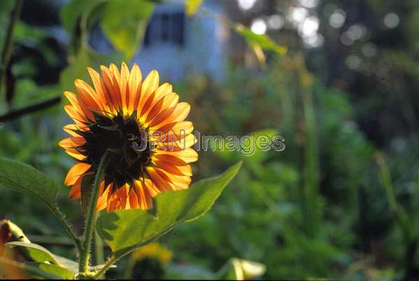 Helianthus anuus